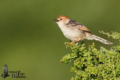 Levaillant's Cisticola (Cisticola tinniens)