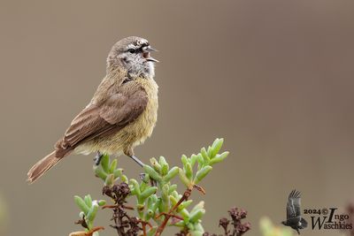 Adult Cape Penduline Tit (ssp. minutus)