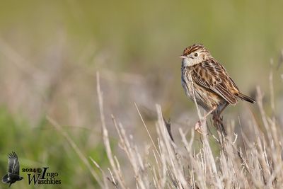 Cloud Citicola (Cisticola textrix)
