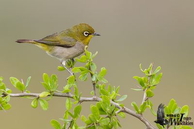 Cape White-eye (Zosterops capensis)