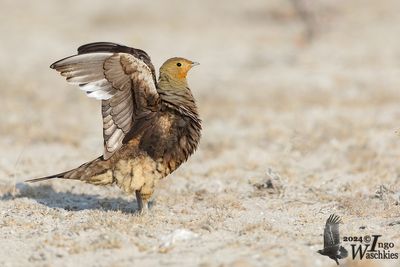 Adult male Namaqua Sandgrouse