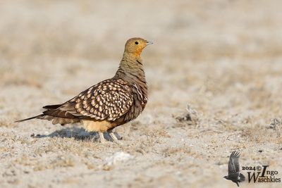 Adult male Namaqua Sandgrouse