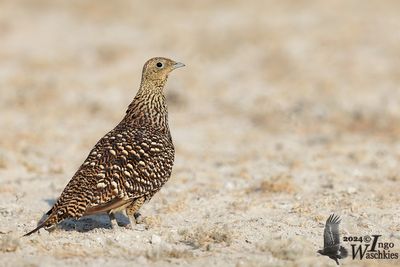 Namaqua Sandgrouse (Pterocles namaqua)