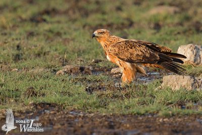 Tawny Eagle (Aquila rapax)