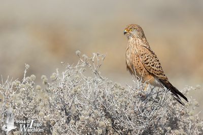 Greater Kestrel (Falco rupicoloides)