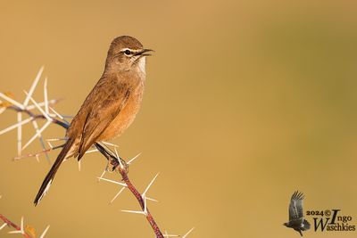 Karoo Scrub Robin (Erythropygia coryphoeus)