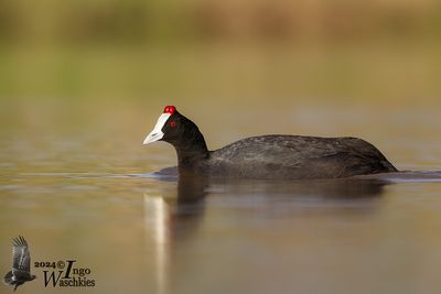Red-knobbed Coot (Fulica cristata)