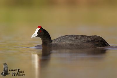 Red-knobbed Coot (Fulica cristata)