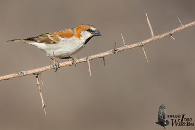 Adult male Great Sparrow (ssp. motitensis)