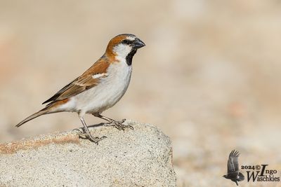 Great Sparrow (Passer motitensis)