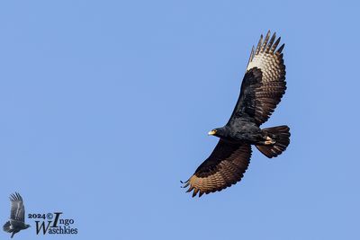 Verreaux's Eagle (Aquila verreauxii)