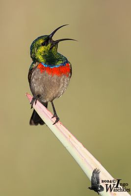 Southern Double-collared Sunbird (Cinnyris chalybeus)