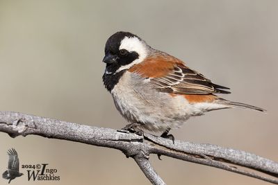 Cape Sparrow (Passer melanurus)