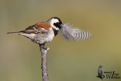 Adult male Cape Sparrow