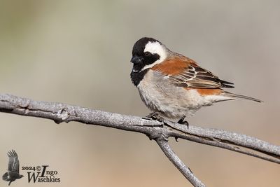 Cape Sparrow (Passer melanurus)