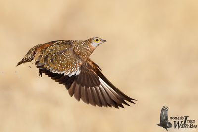 Burchell's Sandgrouse (Pterocles burchelli)