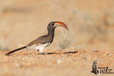 Monteiro's Hornbill (Tockus monteiri)
