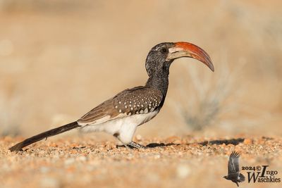 Monteiro's Hornbill (Tockus monteiri)