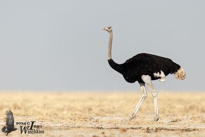 Common Ostrich (Struthio camlus)