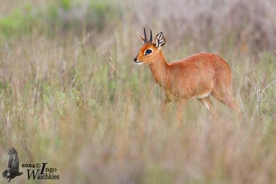 Steenbok (Raphicerus campestris)