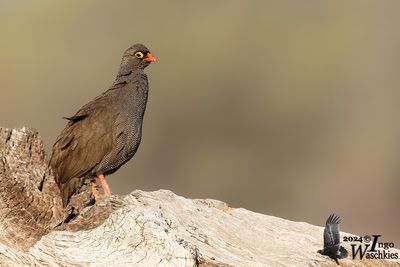 Red-billed Spurfowl (Pternistis adspersus)