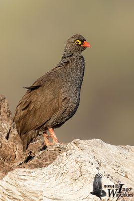 Red-billed Spurfowl (Pternistis adspersus)