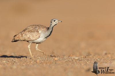 Rüppell's Korhaan (Heterotetrax rueppelii)