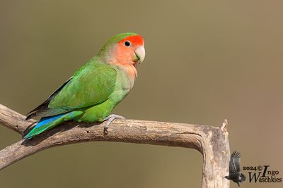 Rosy-faced Lovebird (Agapornis roseicollis)