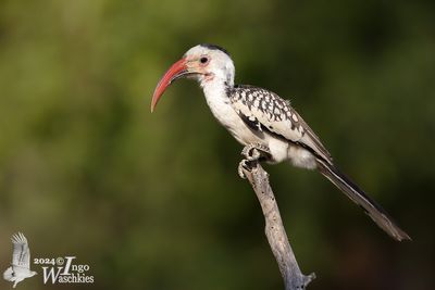 Damara Red-billed Hornbill (Tockus damarensis)