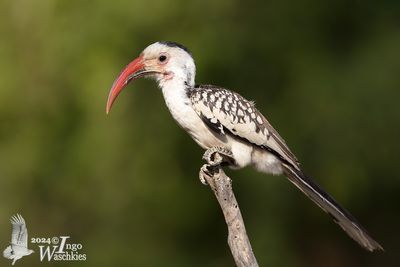 Damara Red-billed Hornbill (Tockus damarensis)