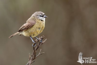 Cape Penduline Tit (Anthoscopus minutus)