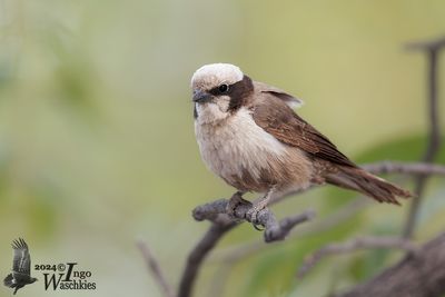 Southern White-crowned Shrike (Eurocephalus anguitimens)