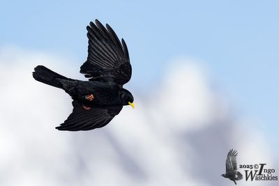 Adult Alpine Chough (ssp.  graculus)