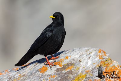 Adult Alpine Chough (ssp.  graculus)
