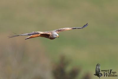 Adult Red Kite