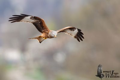 Adult Red Kite
