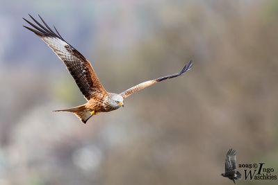 Adult Red Kite