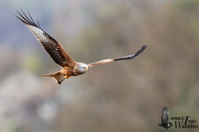 Adult Red Kite