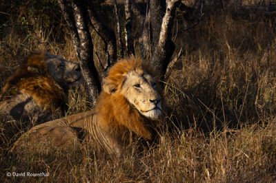 Sabi Sands Safari