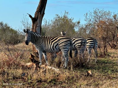 Sabi Sands Safari