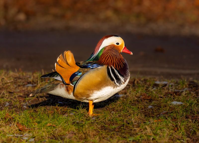 Mandarinand