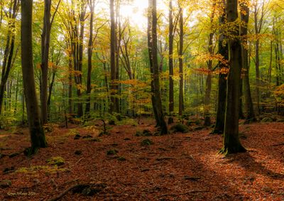 Osbecks bokskog Hallandssen