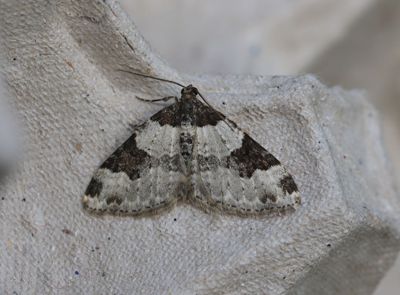 Svartflcksfltmtare   Xanthorhoe fluctuata 