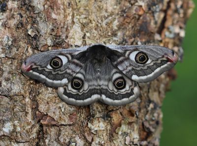 Moths in Sweden