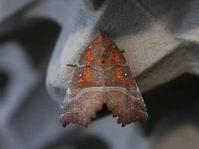Flikfly   Scoliopteryx libatrix