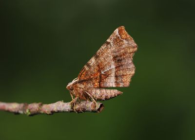 Grgul mnmtare   Selenia dentaria