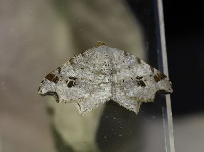 Albgmtare   Macaria alternata