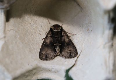 Alaftonfly   Acronicta alni