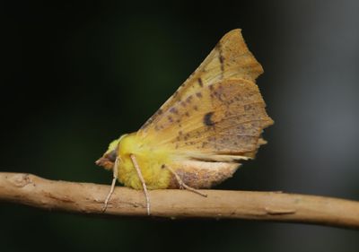 Alflikmtare   Ennomos alniaria