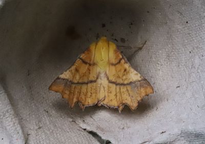  Alflikmtare   Ennomos alniaria